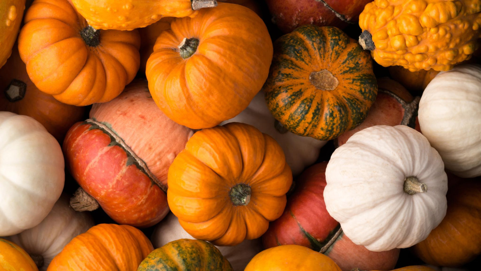 Herbst-Special: Alles rund um den Kürbis. 100% vegan Super lecker ...